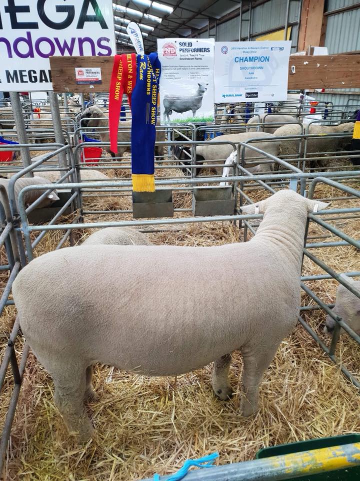 Champion Southdown Ram, Sheepvention 2018