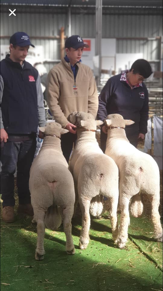 Champion & Reserve Southdown Rams at Sheepvention 2019