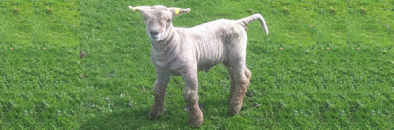 Nedelle Downs Southdown Stud | Performance Based Flock