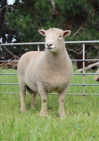 Nedelle Downs Stud Southdown Rams