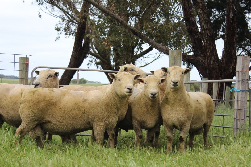 Nedelle Downs Southdown Stud | Performance Based Flock