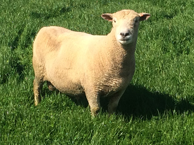 Nedelle Downs Southdown Stud | Performance Based Flock