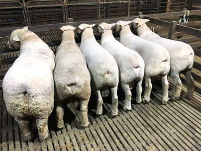 Nedelle Downs Southdown Stud | Performance Based Flock